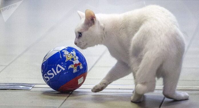 animales que predicen marcadores en apuestas - gato aquiles