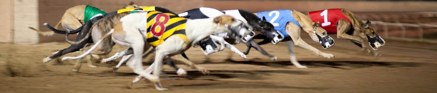 apuestas carreras de galgos