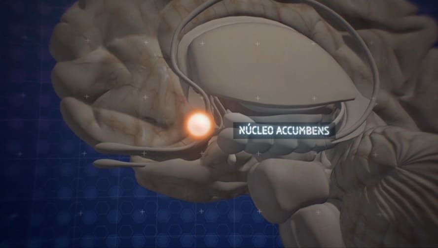 ubicación núcleo accumbens